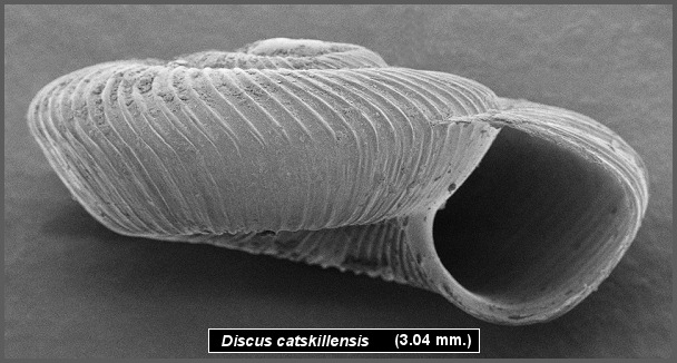 Discus catskillensis (Pilsbry, 1896) Angular Disc