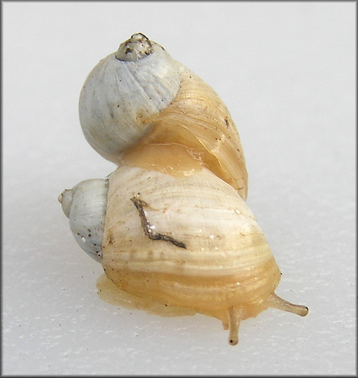 Succinea campestris Say, 1818 Crinkled Ambersnail