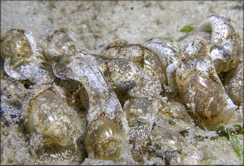 Haminoea elegans (J. E. Gray, 1825) Elegant Glassy-bubble Mating Aggregation