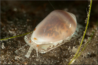 Prunum apicinum (Menke, 1828) Common Atlantic Marginella