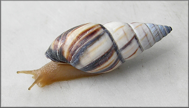 Drymaeus multilineatus (Say, 1825) Lined Tree Snail