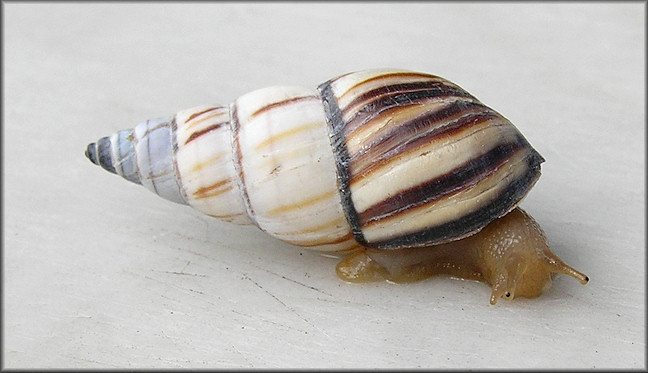 Drymaeus multilineatus (Say, 1825) Lined Tree Snail