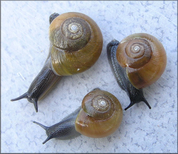 Mesomphix rugeli (W. G. Binney, 1879) Wrinkled Button