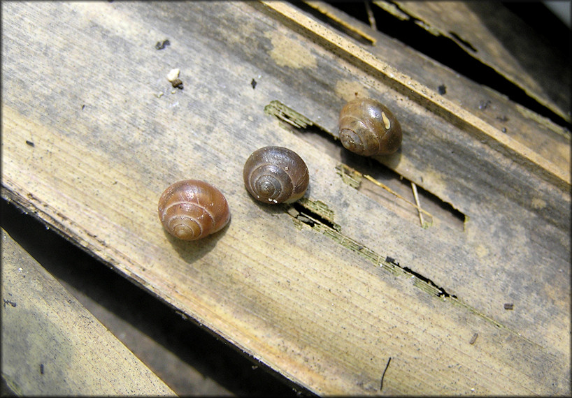 Helicina (Olygyra) orbiculata (Say, 1818) Globular Drop In Situ