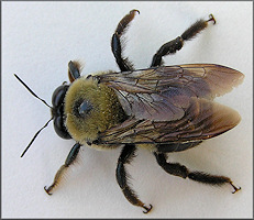 Bumble Bee Bombus sp.