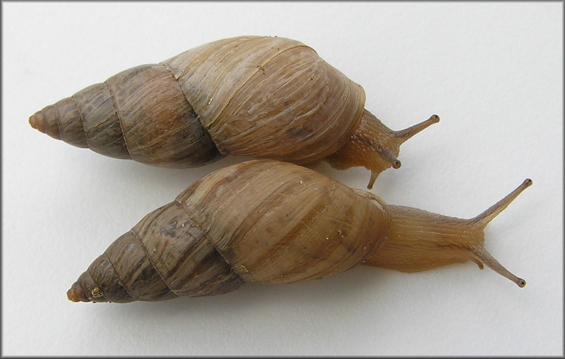 Bulimulus sporadicus (d’Orbigny, 1835)