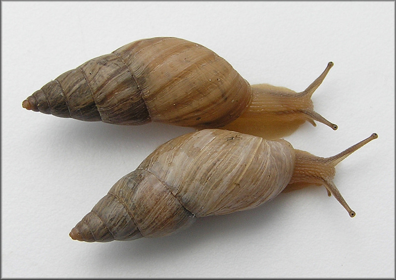 Bulimulus sporadicus (d’Orbigny, 1835)