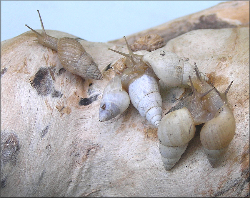 Bulimulus sporadicus (d’Orbigny, 1835)