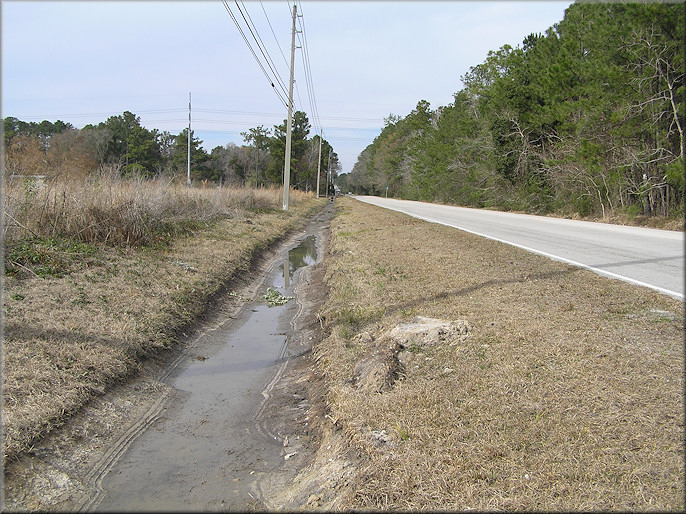 Daedalochila habitat on the left looking north along Imeson Road