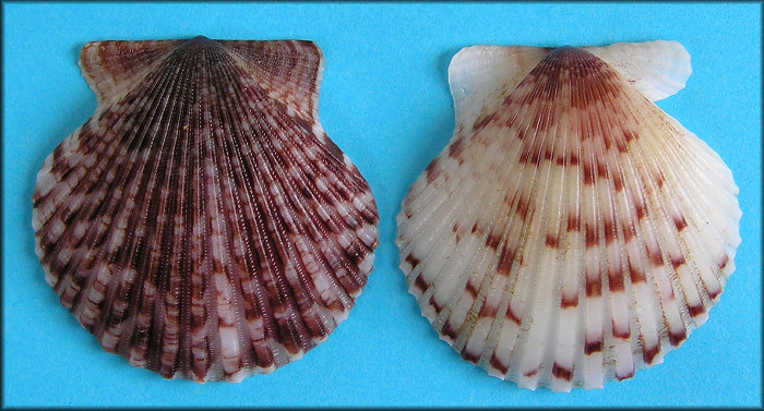 Argopecten gibbus (Linnaeus, 1758) Atlantic Calico Scallop