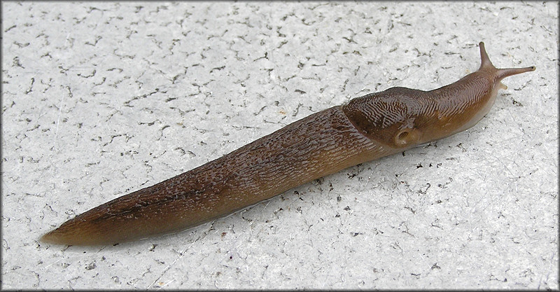 Ambigolimax  valentianus (Frussac, 1821) Threeband Garden Slug