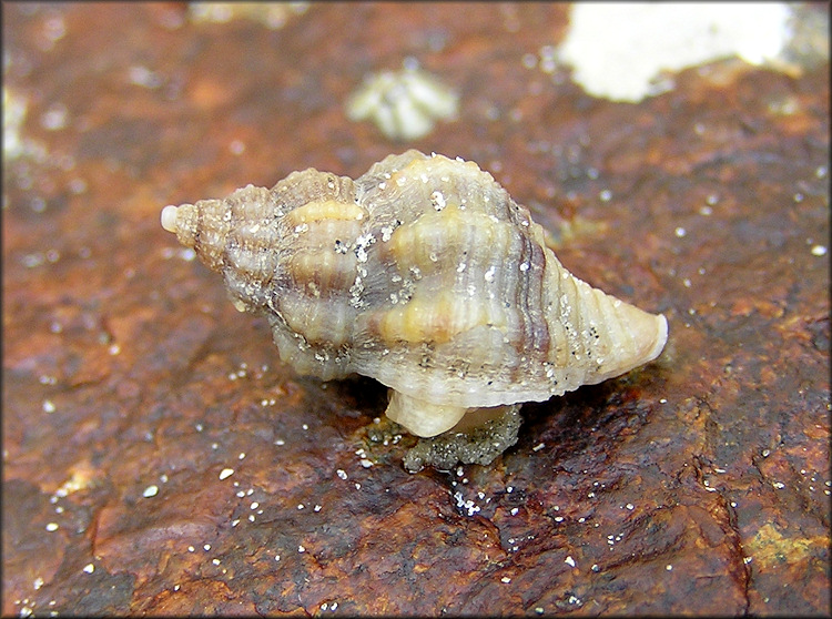 Urosalpinx cinerea (Say, 1822) Atlantic Oyster Drill