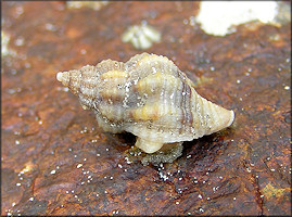 Urosalpinx cinerea (Say, 1822) Atlantic Oyster Drill