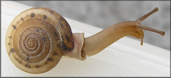 Daedalochila uvulifera striata (Pilsbry, 1940) Living Topotypes