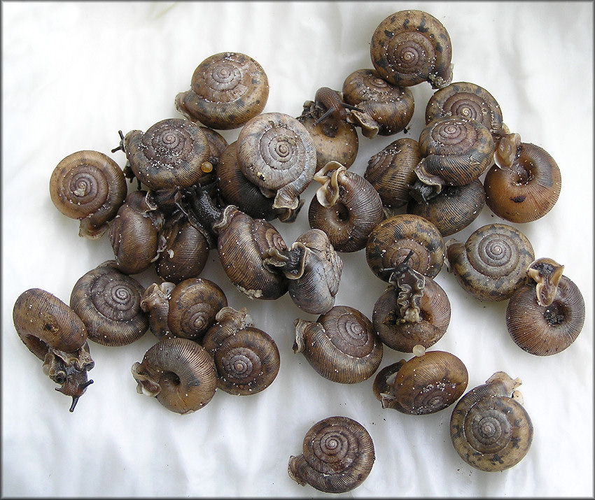 Some Of The Live Specimens Found At Site #3 On 12/24 & 26/2009