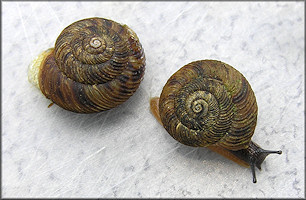 Anguispira jessica Kutchka, 1938 Mountain Tigersnail