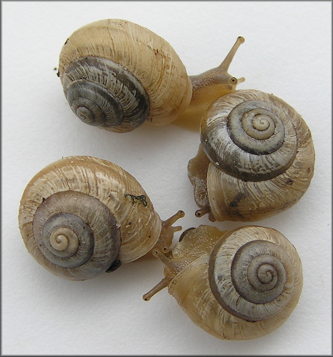 Praticolella mexicana K. Perez, 2011 "Peripatetic Scrubsnail"