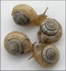 Praticolella mexicana K. Perez, 2011 "Peripatetic Scrubsnail"