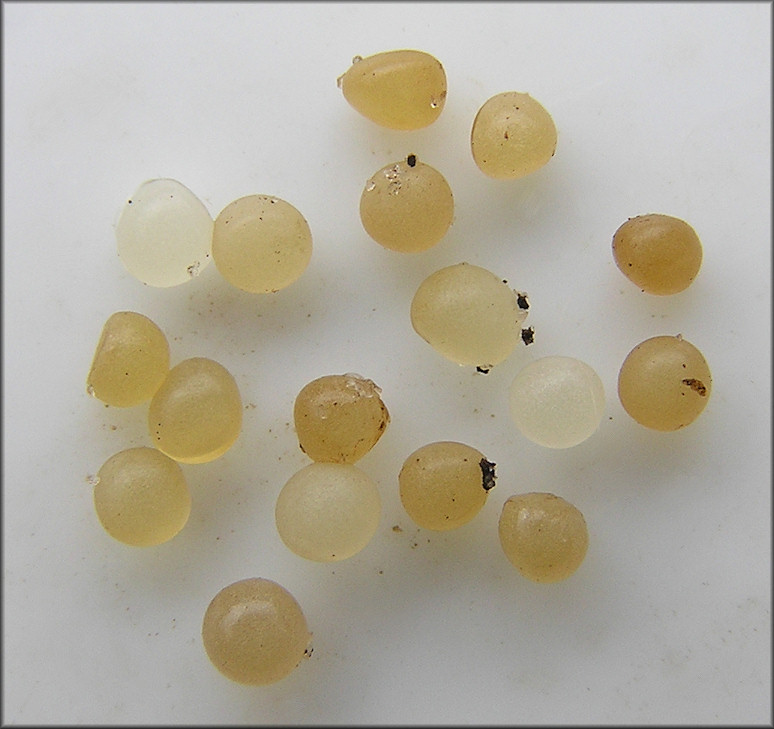 Apparent Daedalochila auriculata Eggs From Specimens Found At Bass Haven Site #3