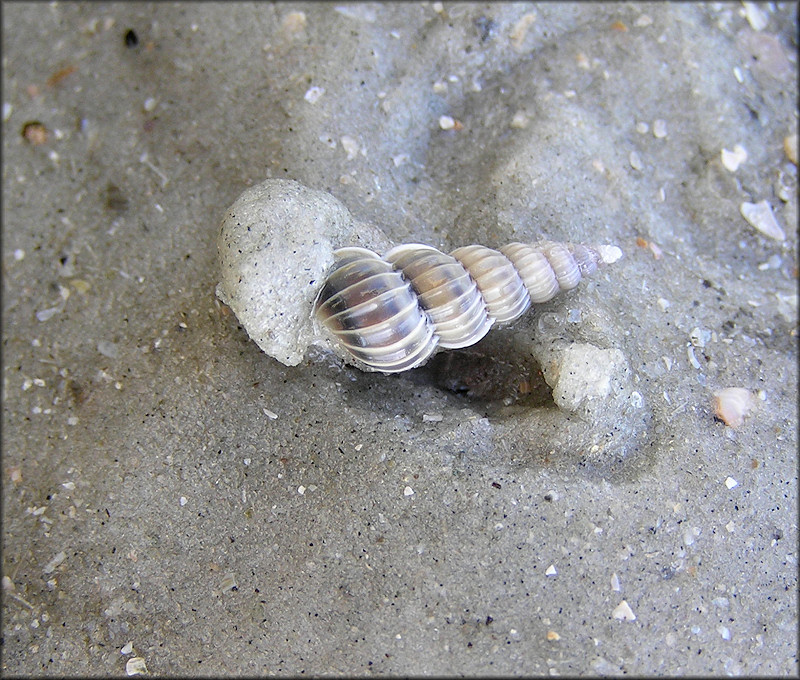 Gyroscala rupicola (Kurtz, 1860) In Situ