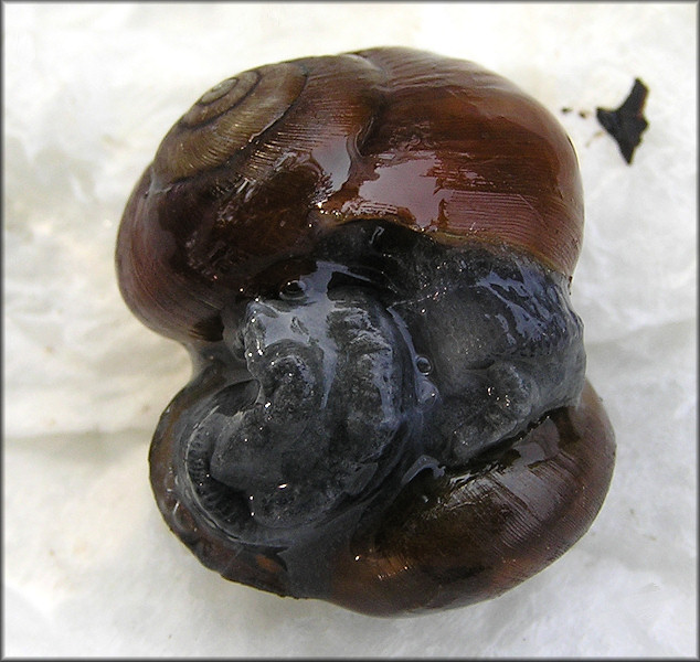 Mesomphix globosus (MacMillan, 1940) Globose Button Mating