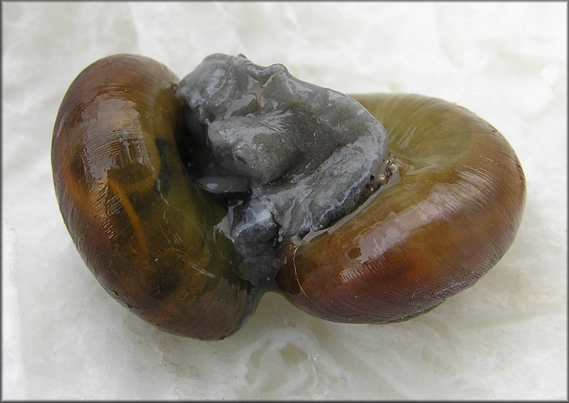 Mesomphix globosus (MacMillan, 1940) Globose Button Mating