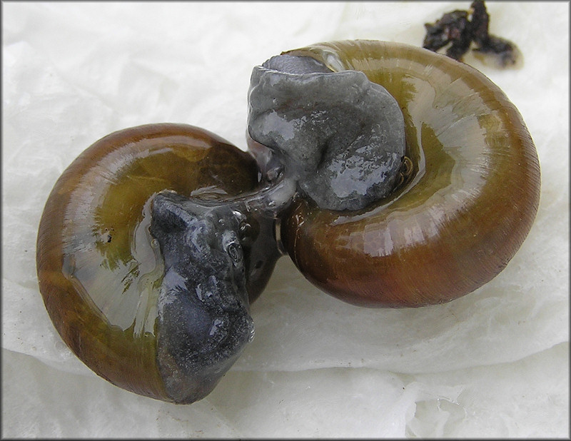 Mesomphix globosus (MacMillan, 1940) Globose Button Mating