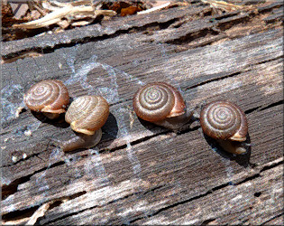 Triodopsis messana Hubricht, 1952 Pinhole Three-tooth