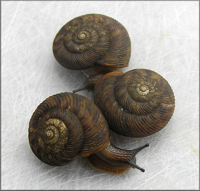 Anguispira strongylodes (L. Pfeiffer, 1854) Southeastern Tigersnail