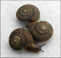 Anguispira strongylodes (L. Pfeiffer, 1854) Southeastern Tigersnail