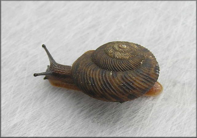 Anguispira strongylodes (L. Pfeiffer, 1854) Southeastern Tigersnail