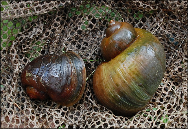 Pomacea canaliculata mating pair (male on the left) 7/1/2007