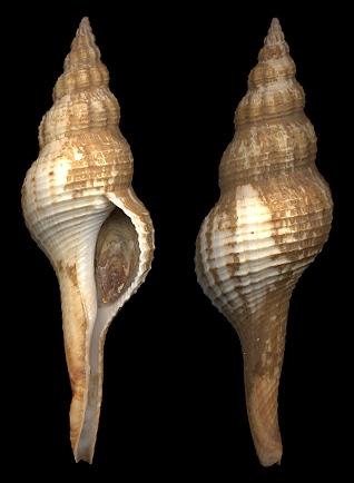 Fusinus ansatus (Gmelin, 1791)