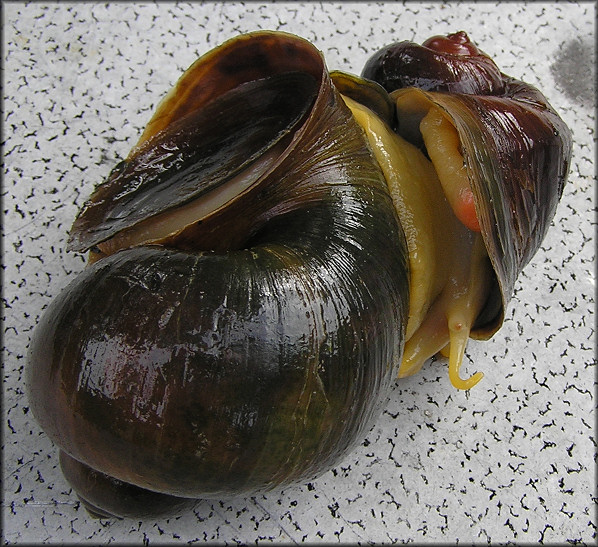 Pomacea canaliculata mating pair (male on the right) 7/1/2007