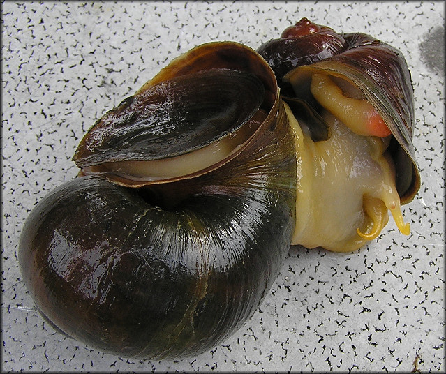 Pomacea canaliculata mating pair (male on the right) 7/1/2007