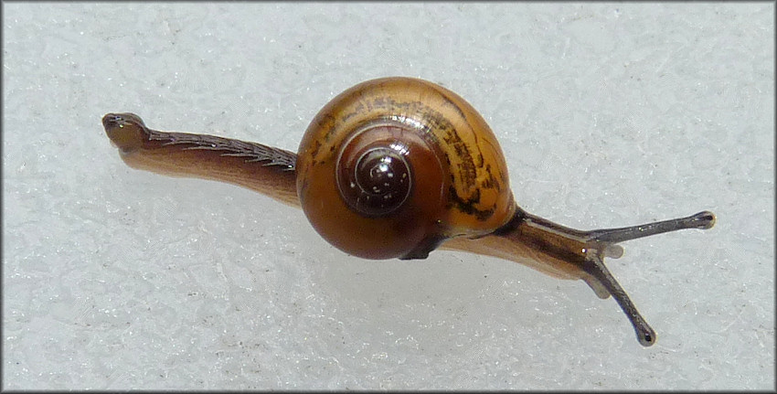 Ovachlamys fulgens (Gude, 1900) "Jumping Snail"