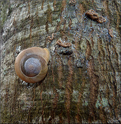 Mesodon thyroidus (Say, 1817) White-lip Globe In Situ