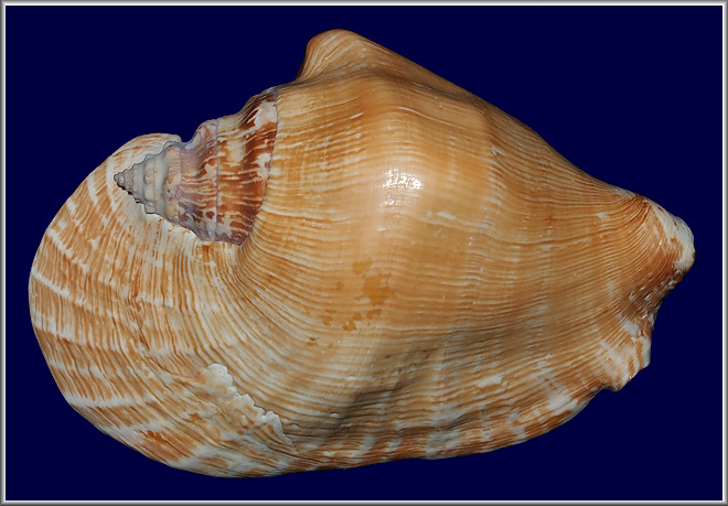 Sinustrombus latissimus (Linnaeus, 1758)