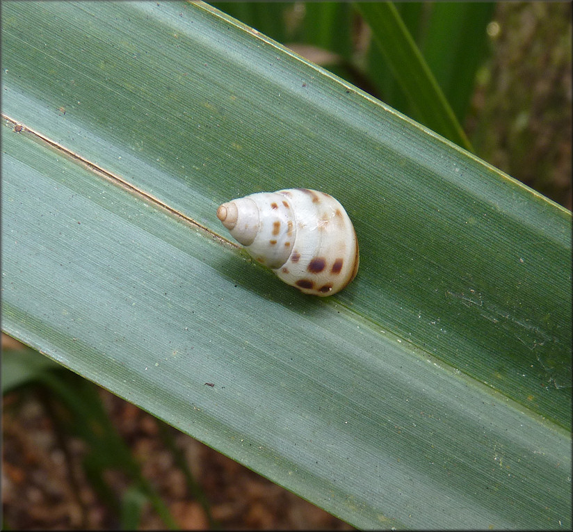 Drymaeus dormani (W. G. Binney, 1857) Manatee Treesnail In Situ