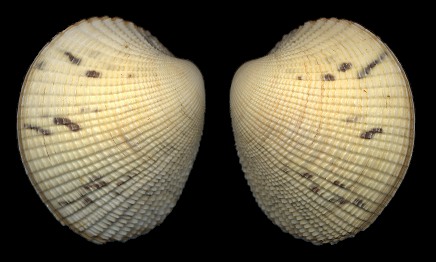 Protothaca granulata (Gmelin, 1791)