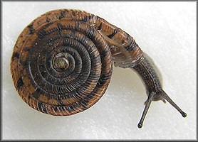 Polygyra septemvolva Say, 1818 Florida Flatcoil Freak Specimen