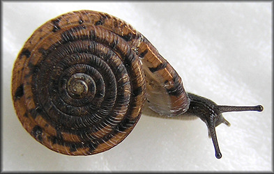 Polygyra septemvolva Say, 1818 Florida Flatcoil Freak Specimen