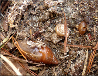 Triodopsis species "Florida Scrub Threetooth"