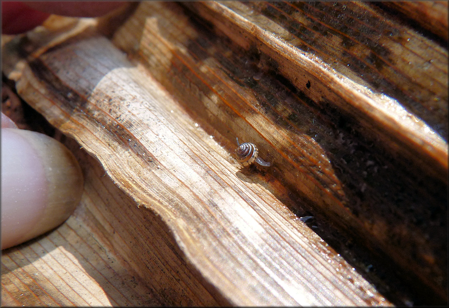 Euconulus trochulus (Reinhart, 1883) Silk Hive In Situ