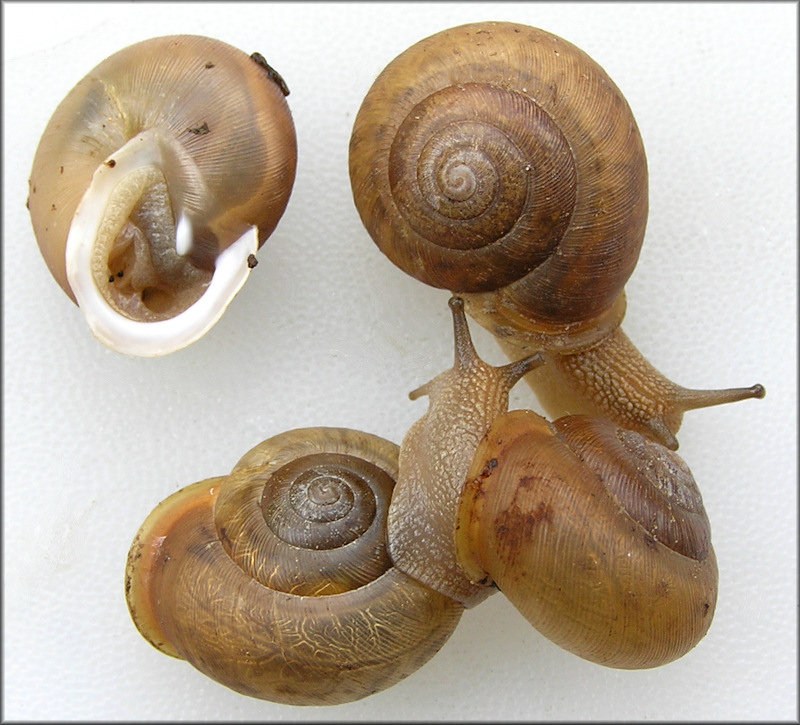 Mesodon thyroidus (Say, 1817) White-lip Globe