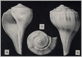 Fulguropsis spirata (Lamarck, 1816) Pear Whelk Sinistral