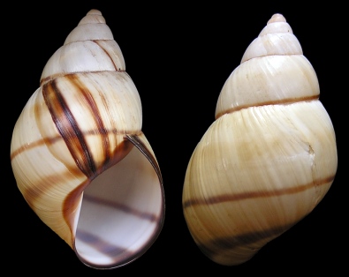 Orthalicus floridensis Pilsbry, 1891 Banded Tree Snail