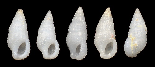 Stosicia aberrans (C. B. Adams, 1850)