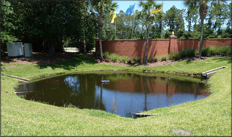 Small pond at Country Club Lakes Apartments with thriving Pomacea maculata population