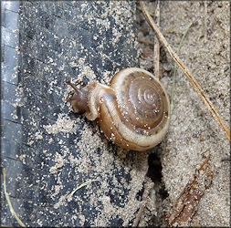 Daedalochila auriculata From The Corner Of Imeson/Pritchard Roads In Situ (7/7/2010)